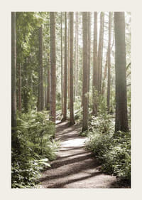 Sentiero soleggiato attraverso una fitta foresta verde con alberi ad alto fusto-3