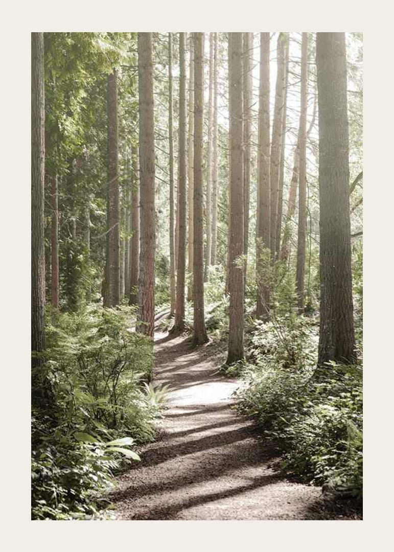 Sentiero soleggiato attraverso una fitta foresta verde con alberi ad alto fusto-12