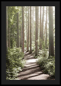 Sunlit path through dense green forest with tall trees-4