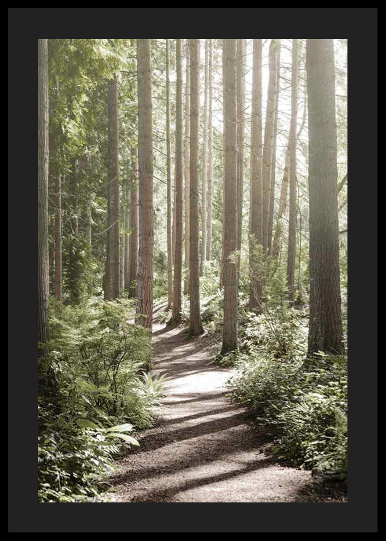 Sunlit path through dense green forest with tall trees-12