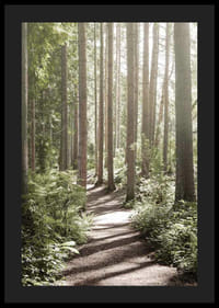 Sentiero soleggiato attraverso una fitta foresta verde con alberi ad alto fusto-4