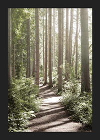 Sunlit path through dense green forest with tall trees-5