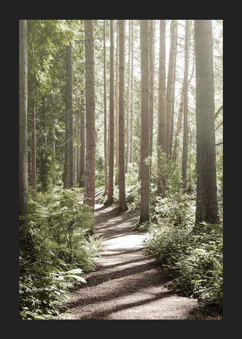 Sunlit path through dense green forest with tall trees-12