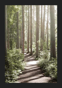 Sentiero soleggiato attraverso una fitta foresta verde con alberi ad alto fusto-5