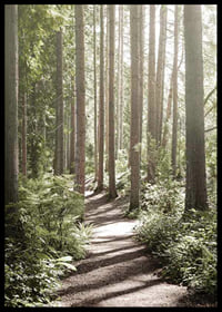 Sunlit path through dense green forest with tall trees-6