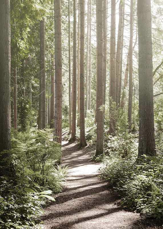 Sunlit path through dense green forest with tall trees-12