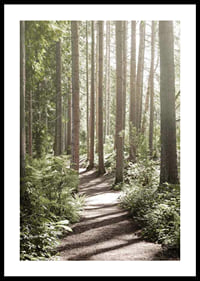 Sunlit path through dense green forest with tall trees-0
