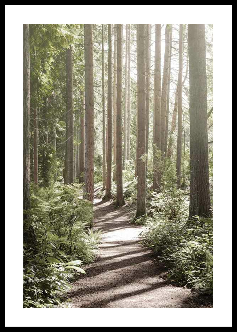 Sunlit path through dense green forest with tall trees-12