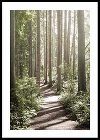Green Forest-0