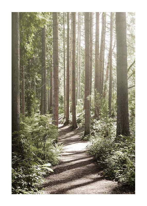 Plagát Green Forest