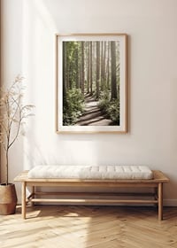 Sunlit path through dense green forest with tall trees-8