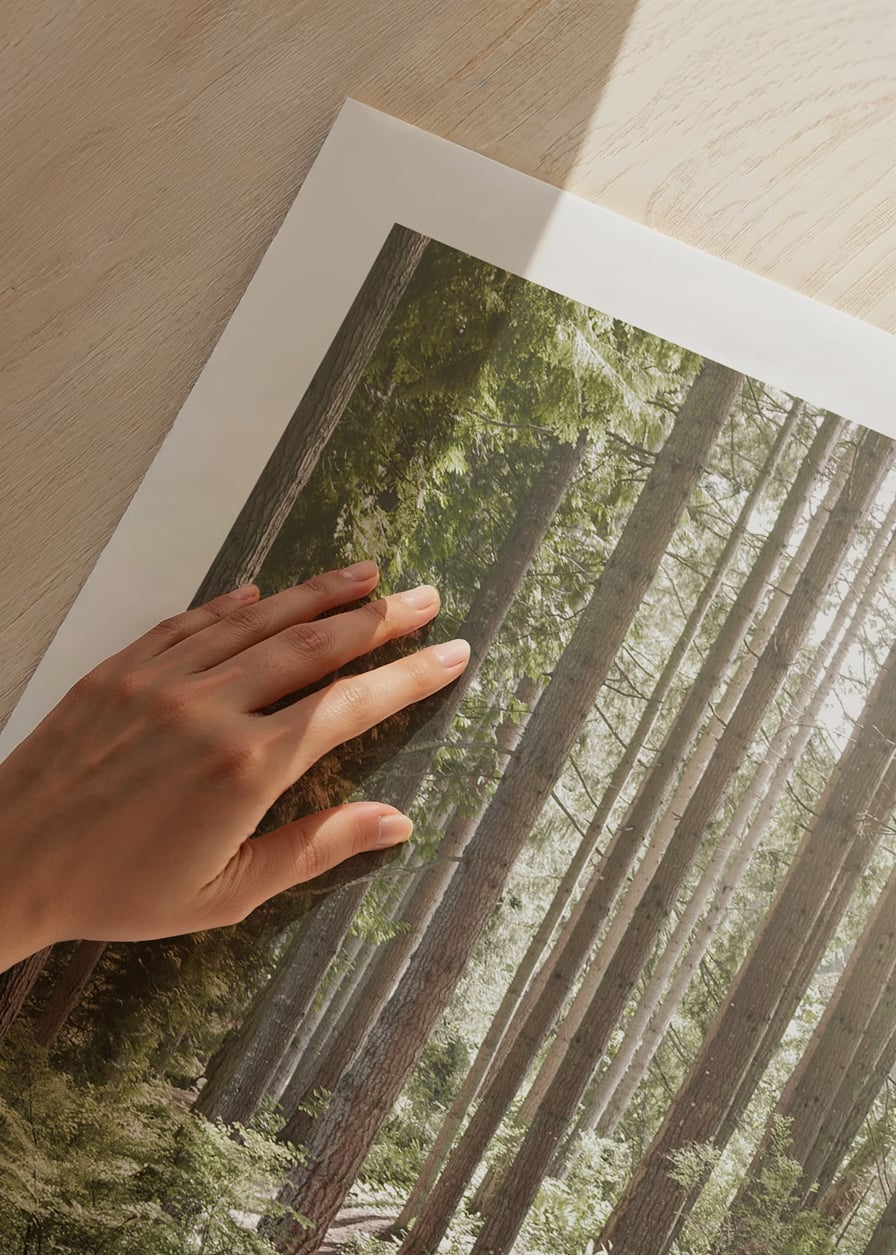 Sunlit path through dense green forest with tall trees-12