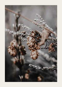 Nærbilde av tørkede planter i beige og brune høsttoner-3