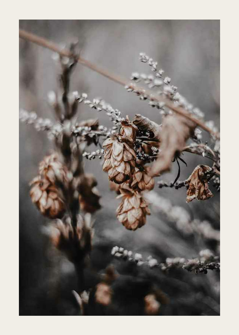 Nærbilde av tørkede planter i beige og brune høsttoner-12