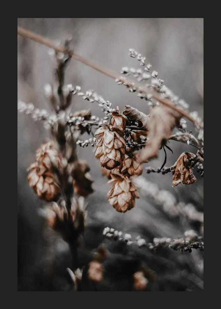Nærbilde av tørkede planter i beige og brune høsttoner-12