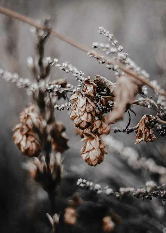 Autumn arrival-12