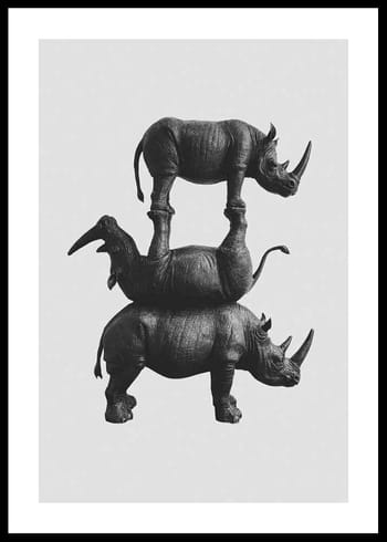 Poszter Three Rhinos