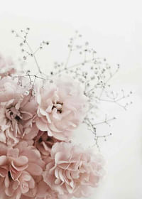 Roses In Pink-3