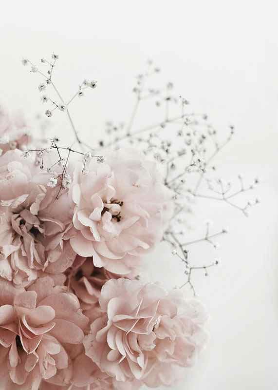 Roses In Pink-12