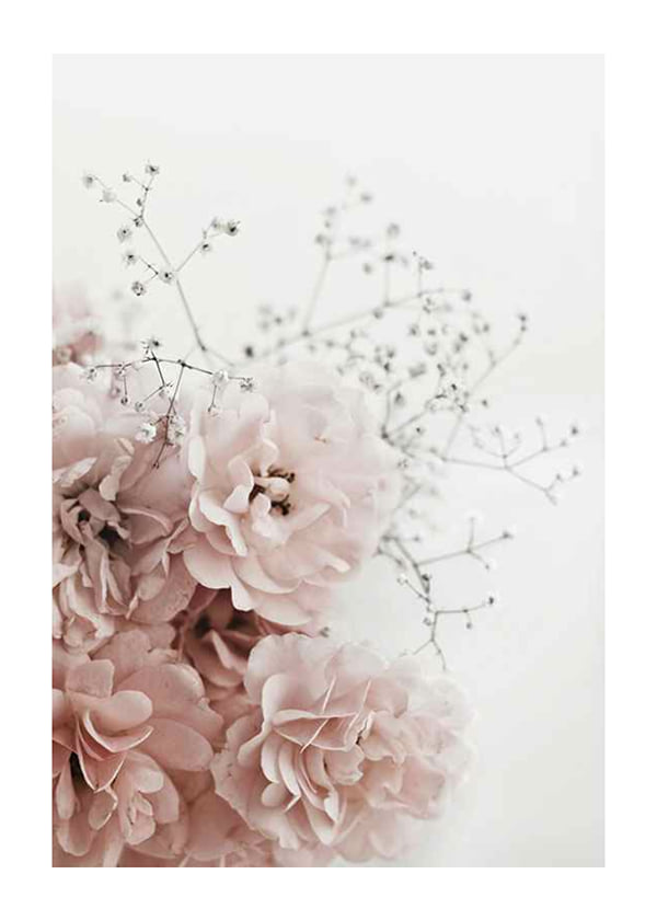 Plakāts Roses In Pink