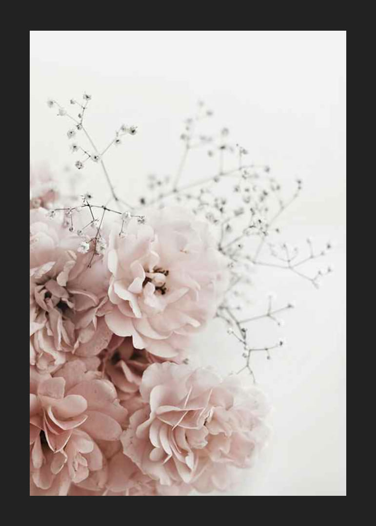 Fotografisk nærbillede af lyserøde roser og brudeslør mod hvid baggrund-12