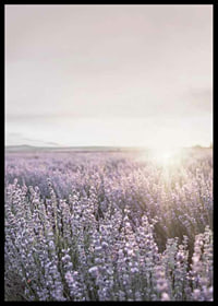 Fotografia di campi di lavanda in Provenza nella morbida luce serale-6