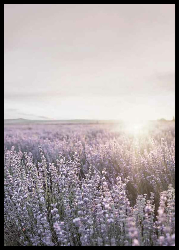 Fotografia di campi di lavanda in Provenza nella morbida luce serale-12