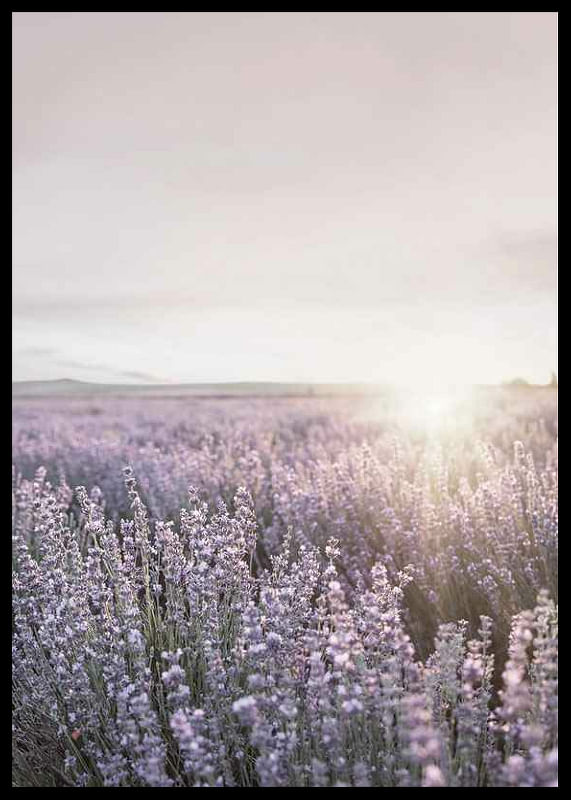 Provence Lavender-12