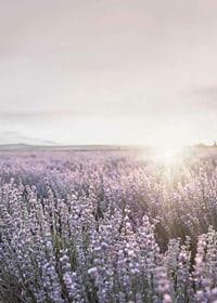 Fotografia di campi di lavanda in Provenza nella morbida luce serale-7