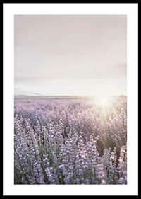 Fotografia di campi di lavanda in Provenza nella morbida luce serale-0