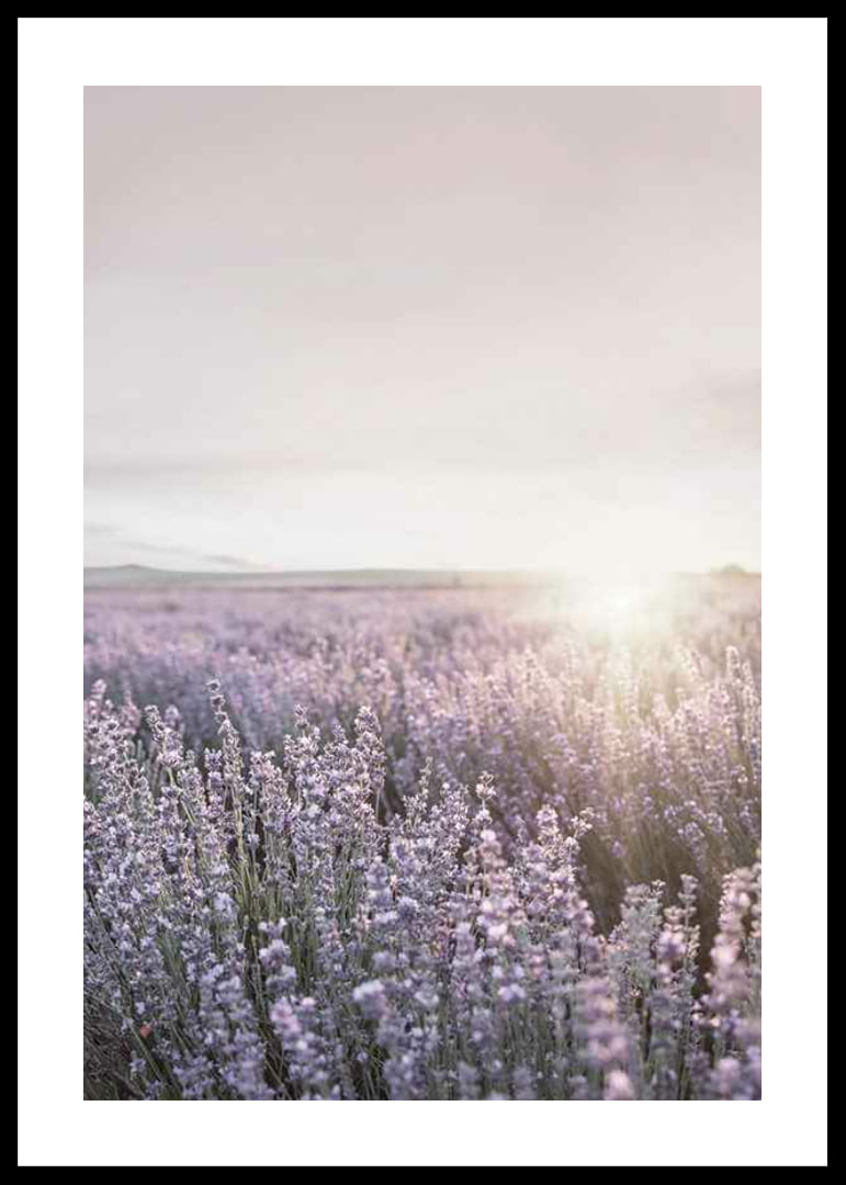 Fotografia di campi di lavanda in Provenza nella morbida luce serale-12