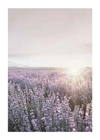 Fotografia di campi di lavanda in Provenza nella morbida luce serale-1