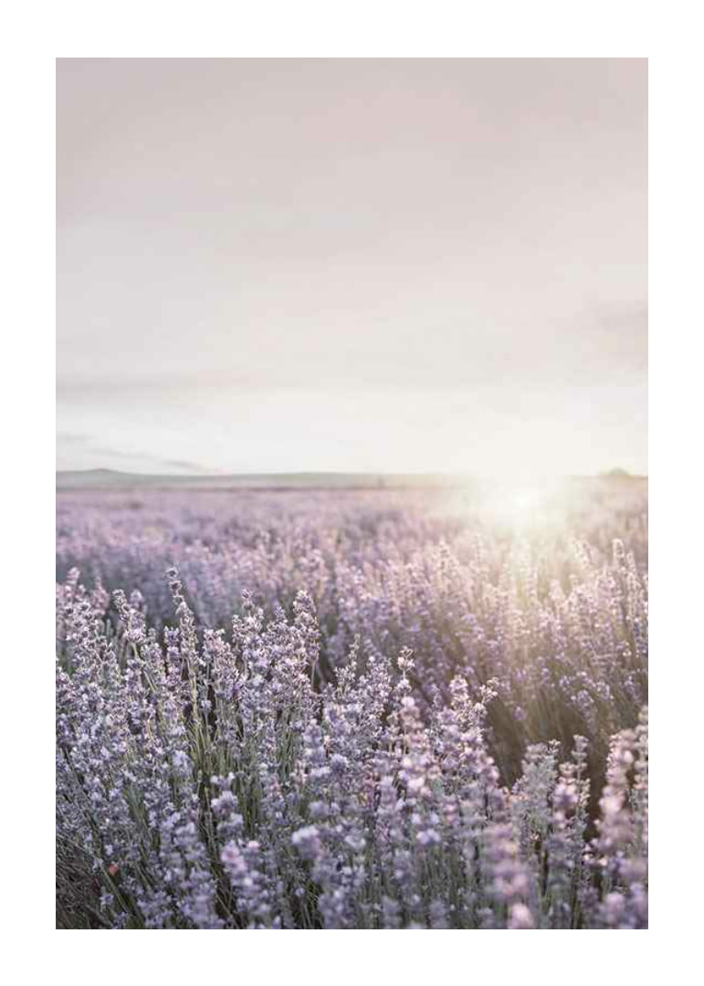 Fotografia di campi di lavanda in Provenza nella morbida luce serale-12