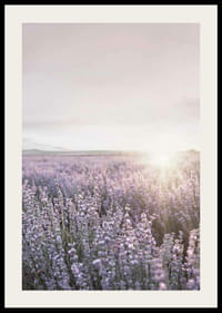 Photograph of lavender fields in Provence in soft evening light-2