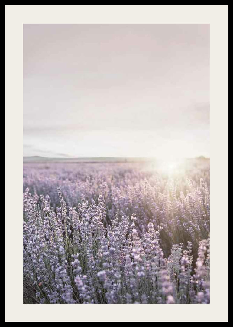 Photograph of lavender fields in Provence in soft evening light-12