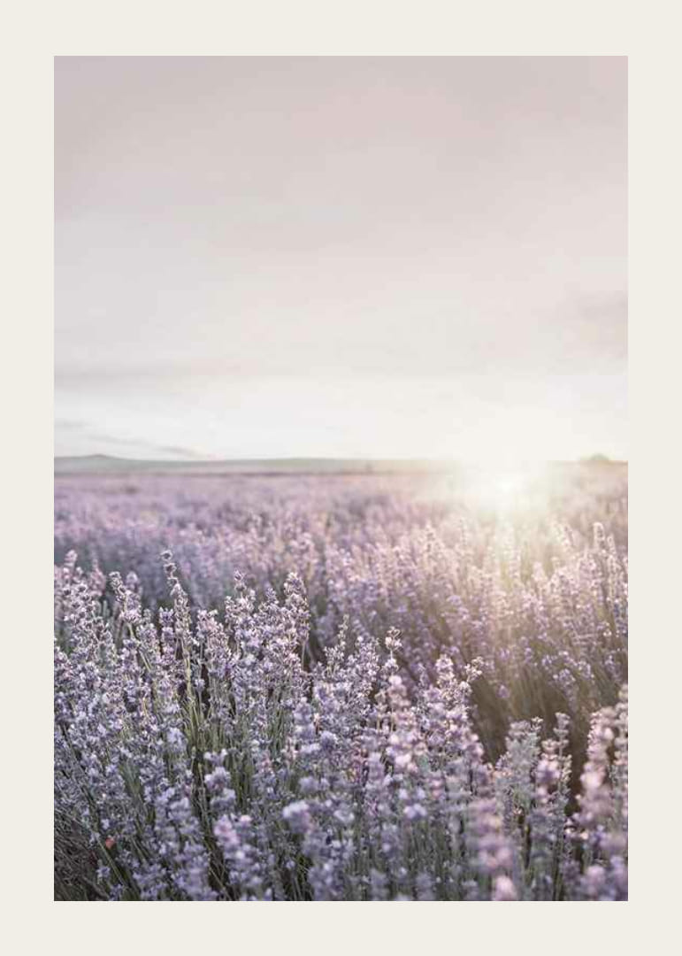 Photograph of lavender fields in Provence in soft evening light-12