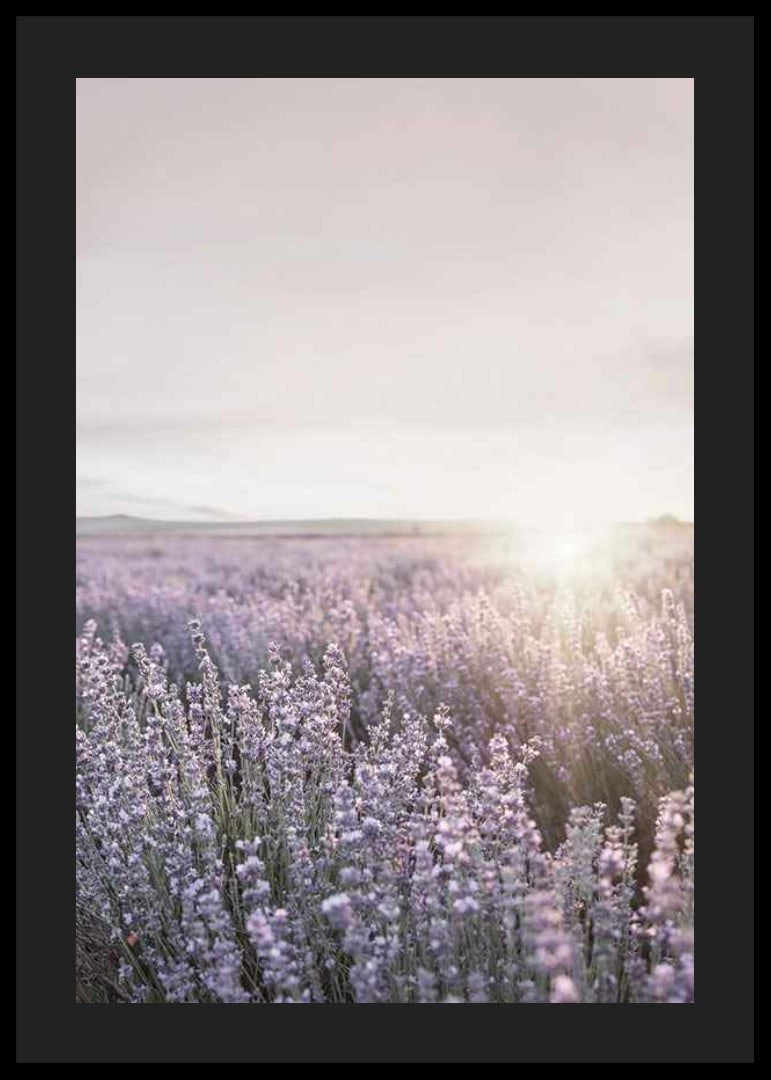 Fotografia di campi di lavanda in Provenza nella morbida luce serale-12