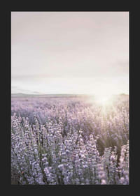 Photograph of lavender fields in Provence in soft evening light-5