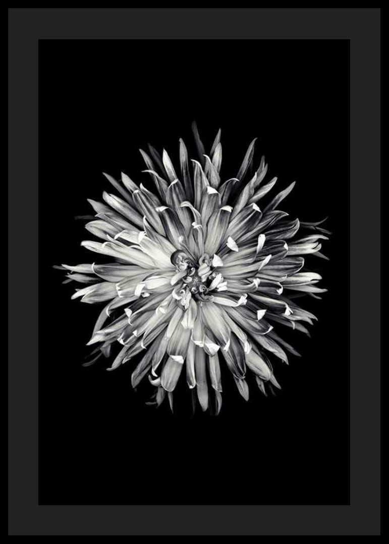 Black and white close-up of dahlia with clear petals-12