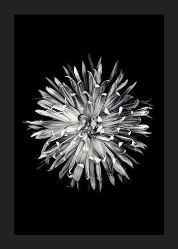 Poster Dahlia BW