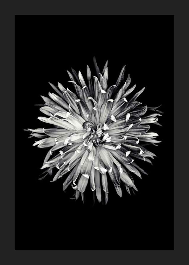 Black and white close-up of dahlia with clear petals-12