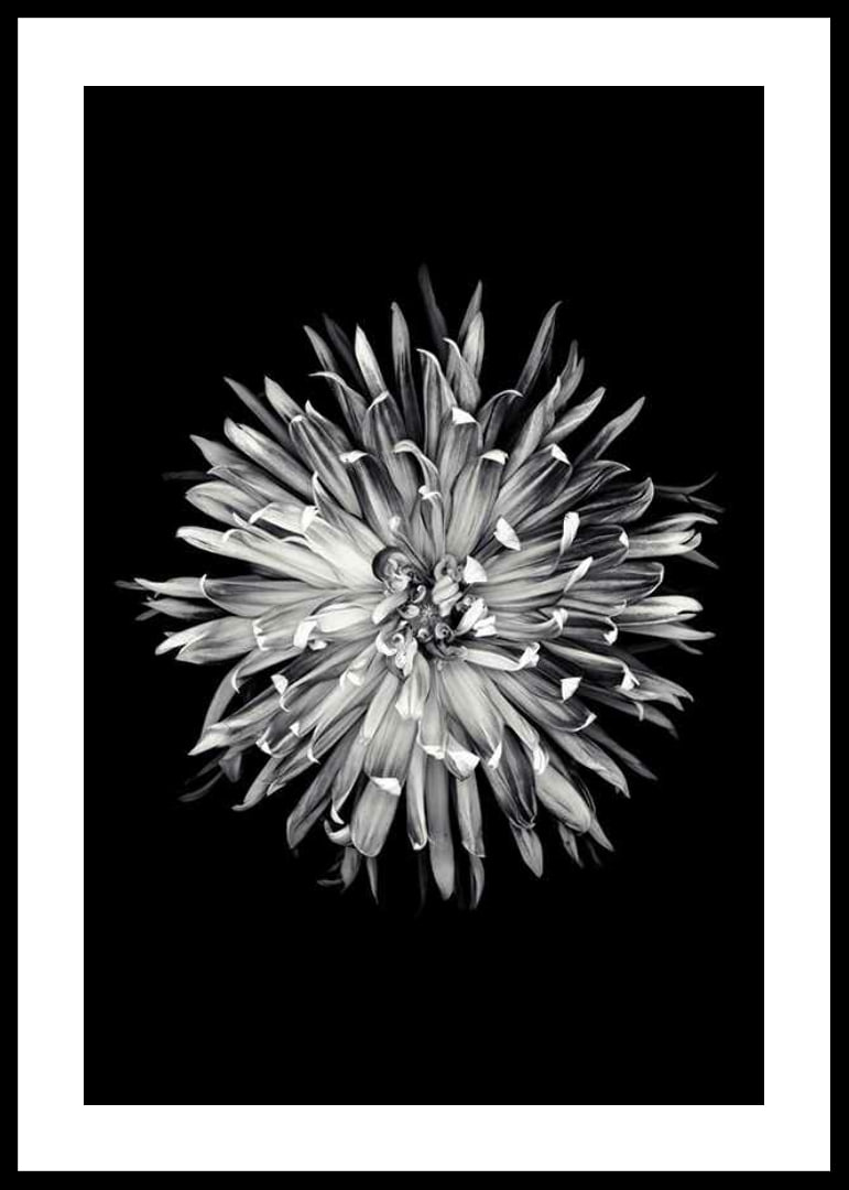 Black and white close-up of dahlia with clear petals-12