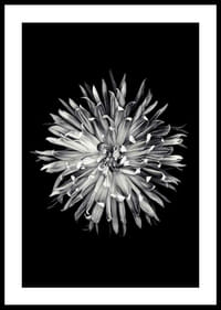 Black and white close-up of dahlia with clear petals-2