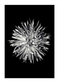 Black and white close-up of dahlia with clear petals-3