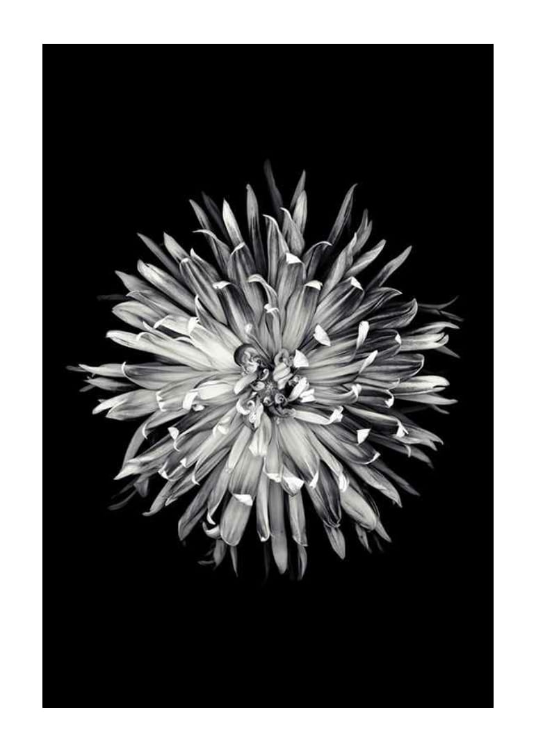 Black and white close-up of dahlia with clear petals-12