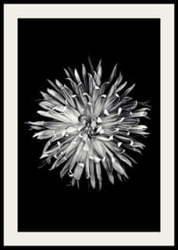 Black and white close-up of dahlia with clear petals-4
