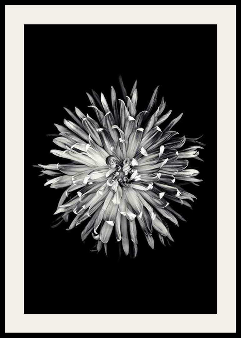 Black and white close-up of dahlia with clear petals-12