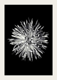 Black and white close-up of dahlia with clear petals-5