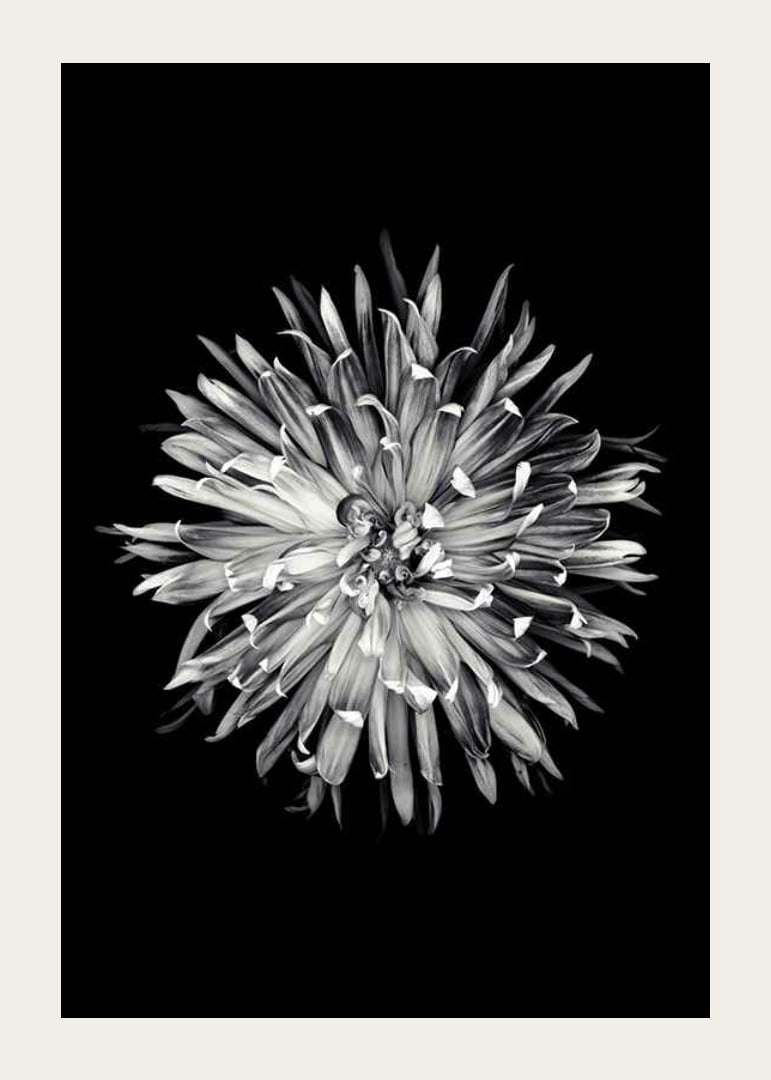 Black and white close-up of dahlia with clear petals-12