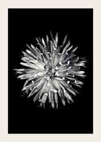 Black and white close-up of dahlia with clear petals-5
